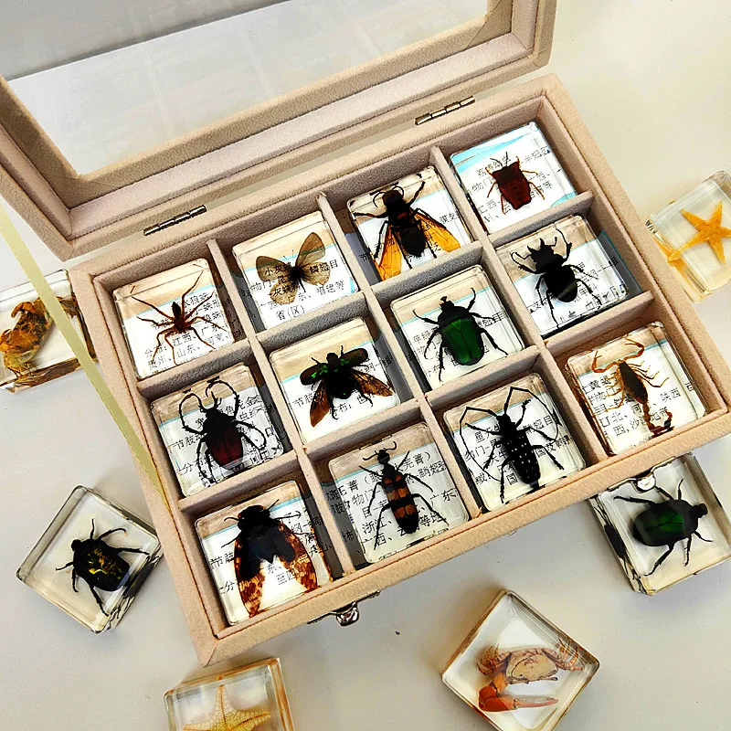 Insecten Verzameling | Unieke Dierlijke Specimens - 12 Houten Insecten in Hars