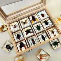 Thumbnail for Insecten Verzameling | Unieke Dierlijke Specimens - 12 Houten Insecten in Hars