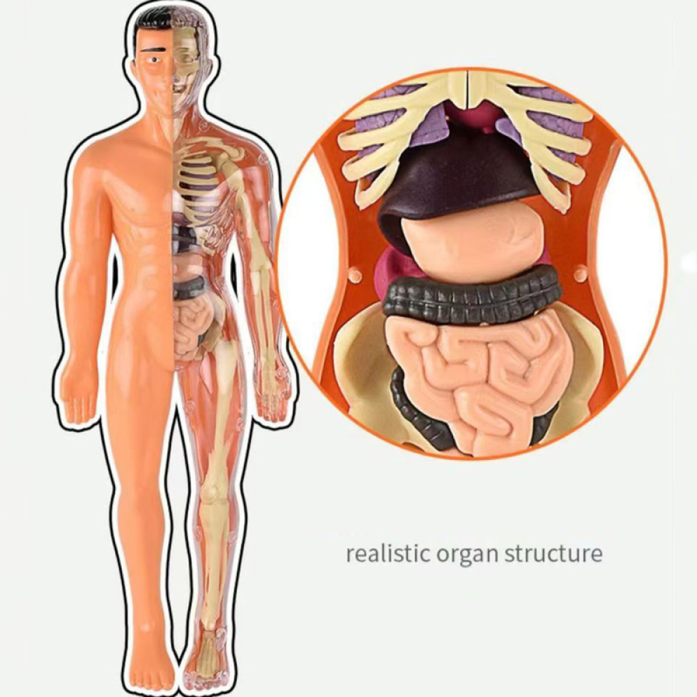 Menselijk Lichaams Anatomie Model | Educatief Speelgoed - Ontdek het Lichaam