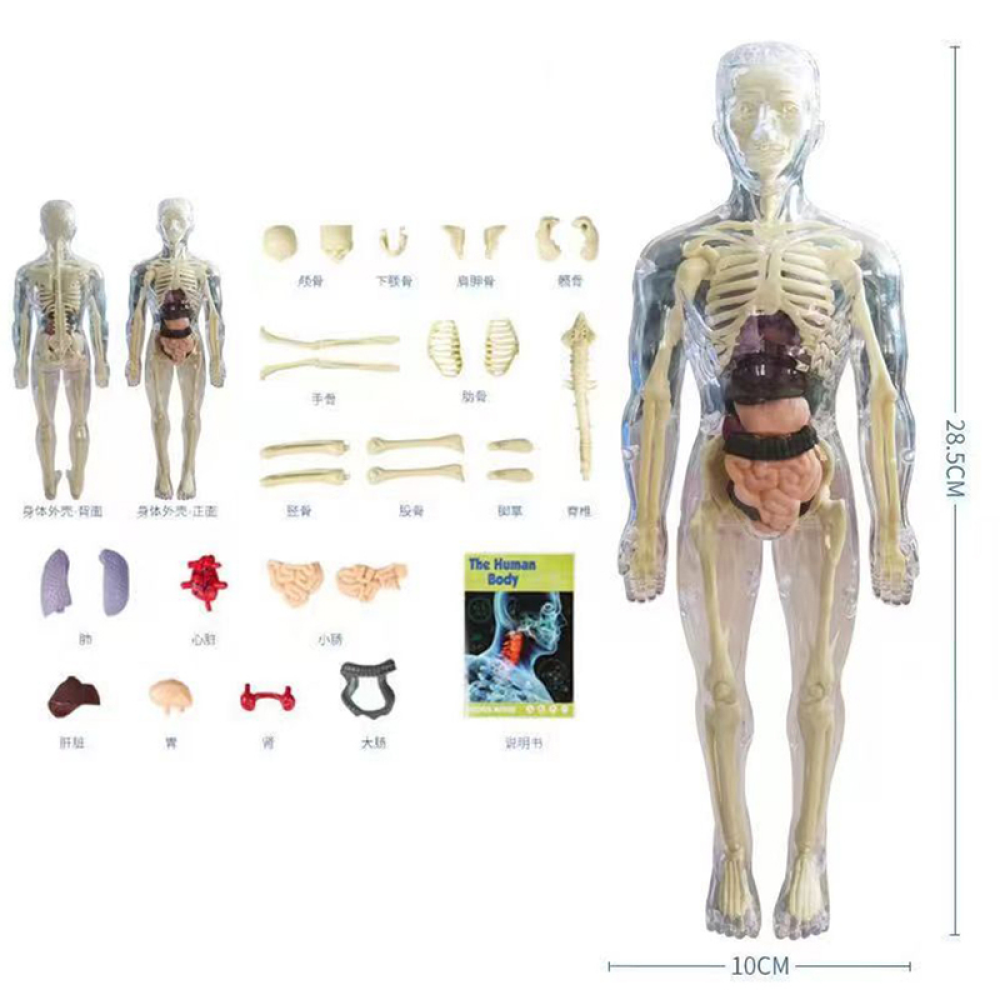 Menselijk Lichaams Anatomie Model | Educatief Speelgoed - Ontdek het Lichaam