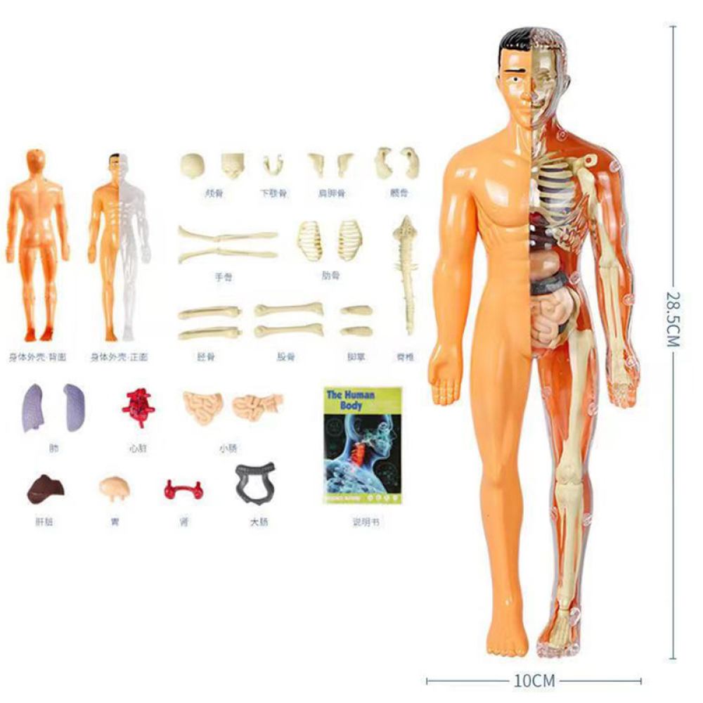 Menselijk Lichaams Anatomie Model | Educatief Speelgoed - Ontdek het Lichaam