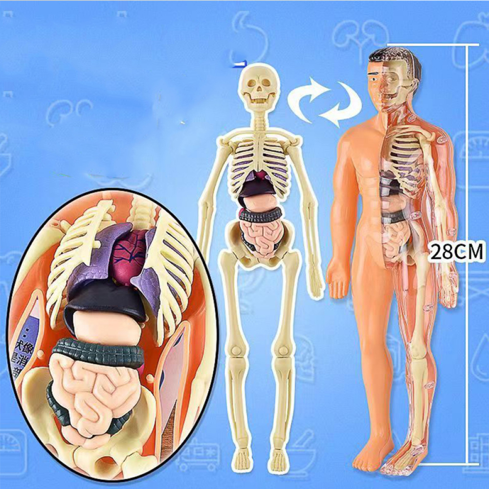 Menselijk Lichaams Anatomie Model | Educatief Speelgoed - Ontdek het Lichaam