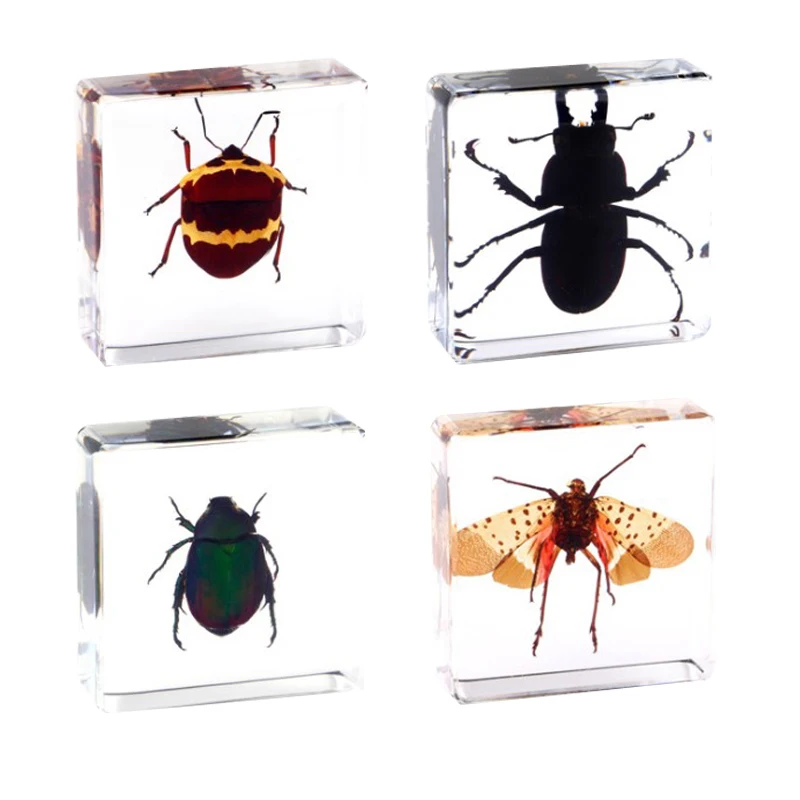 Insecten Verzameling | Unieke Dierlijke Specimens - 12 Houten Insecten in Hars