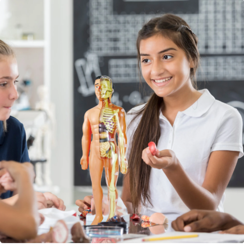 BodyWise | Leer met Spelenderwijs Ontdekken - 3D Anatomisch Model Verwijderbare Onderdelen