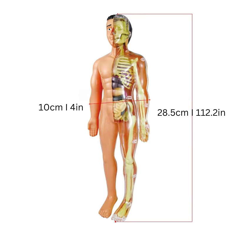 BodyWise | Leer met Spelenderwijs Ontdekken - 3D Anatomisch Model Verwijderbare Onderdelen