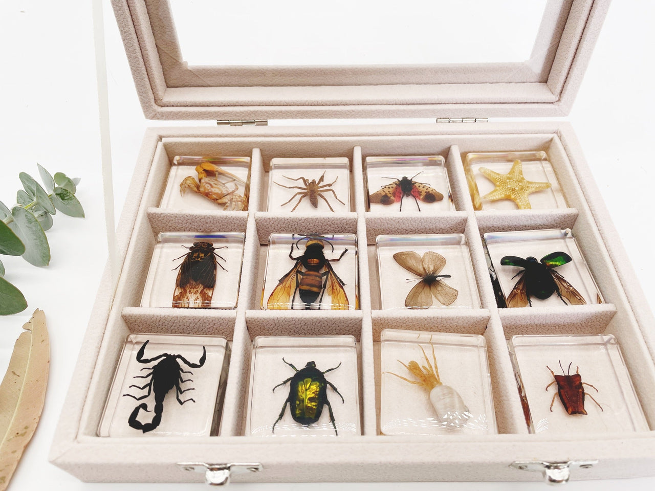 Insecten Verzameling | Unieke Dierlijke Specimens - 12 Houten Insecten in Hars