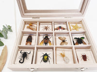 Thumbnail for Insecten Verzameling | Unieke Dierlijke Specimens - 12 Houten Insecten in Hars