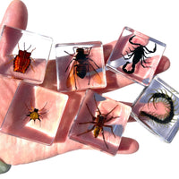 Thumbnail for Insecten Verzameling | Unieke Dierlijke Specimens - 12 Houten Insecten in Hars