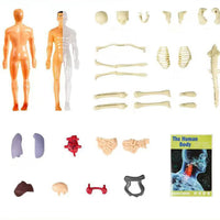 Thumbnail for BodyWise | Leer met Spelenderwijs Ontdekken - 3D Anatomisch Model Verwijderbare Onderdelen