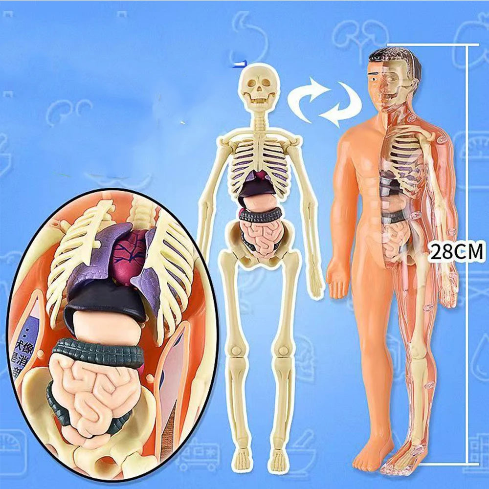 BodyWise | Leer met Spelenderwijs Ontdekken - 3D Anatomisch Model Verwijderbare Onderdelen